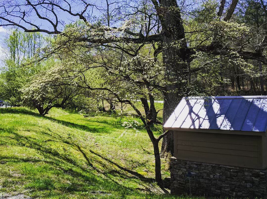 The Dogwoods are blooming.. the ground is awakening. We love Springtime in the Vineyard! 🌱🌸🍇#northgawinecountry #ellijayga #cartecayvineyards #wine #cartecaywine