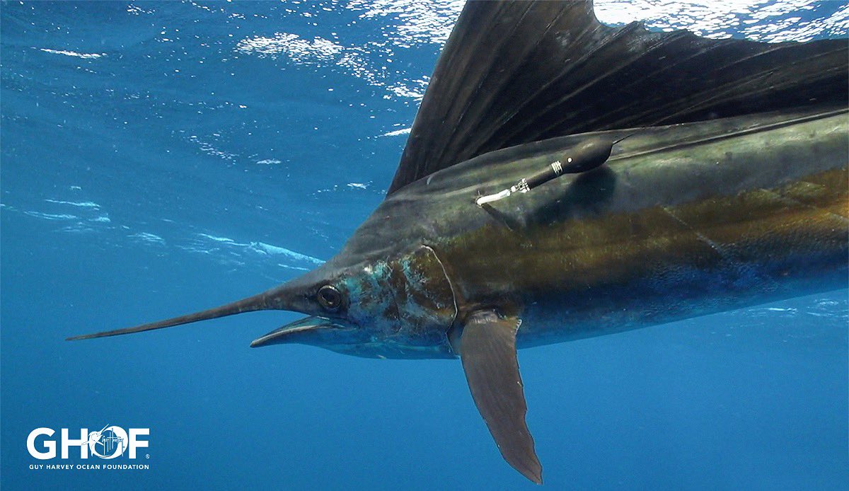 DrGuyHarvey's tweet image. Beautiful Pacific sailfish swimming off after being tagged with a PAT tag in Panama! 
For more information, visit: etps.ghriresearch.org
#GuyHarvey #GHOF #GHRI #SaveOurSeas @NSUGHRI @TropicStarLodge @NSUFlorida