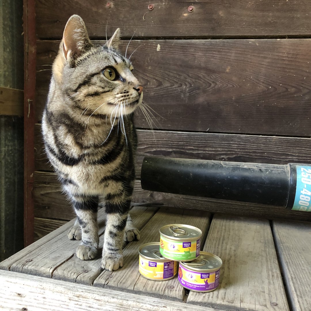 Lindsay12234's tweet photo. Fernando is going to try some new kitty food today thanks to @Influenster  @wellnesspetfood #CesarFaveFlavors #complimentary #wellnesscat #catisfactionguaranteed https://t.co/YcYphphNc1
