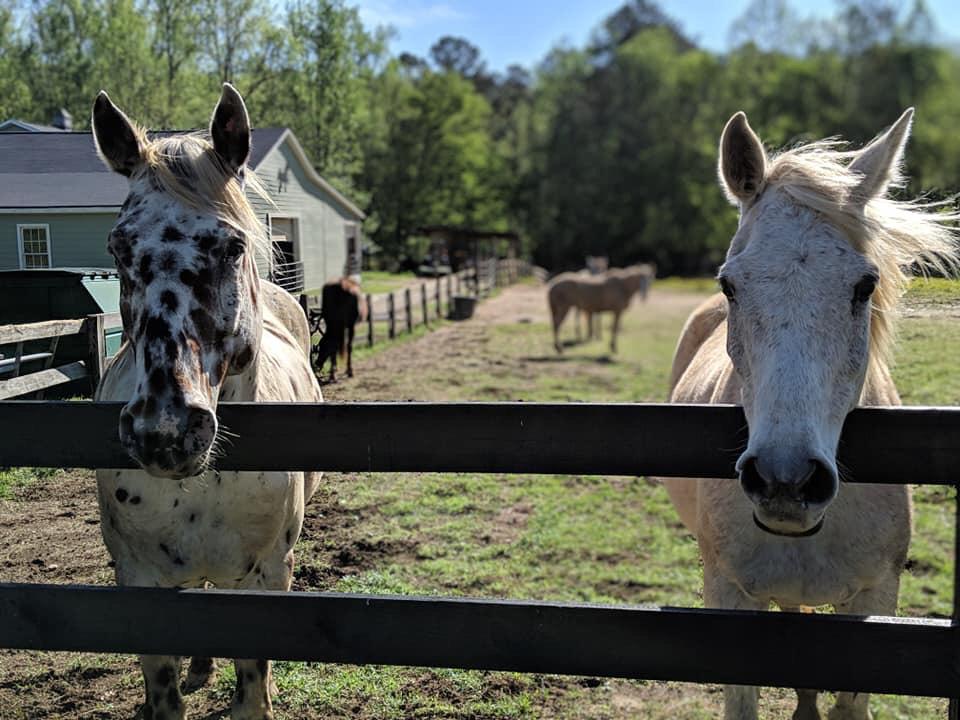 TrinityRescueGA's tweet photo. Don’t let the innocent faces fool you. These two are plotting something. 
#diabolicalgeldings #stagingacoup #geldingsoftrinity #trinityrescueinc https://t.co/5vXskvEjf2