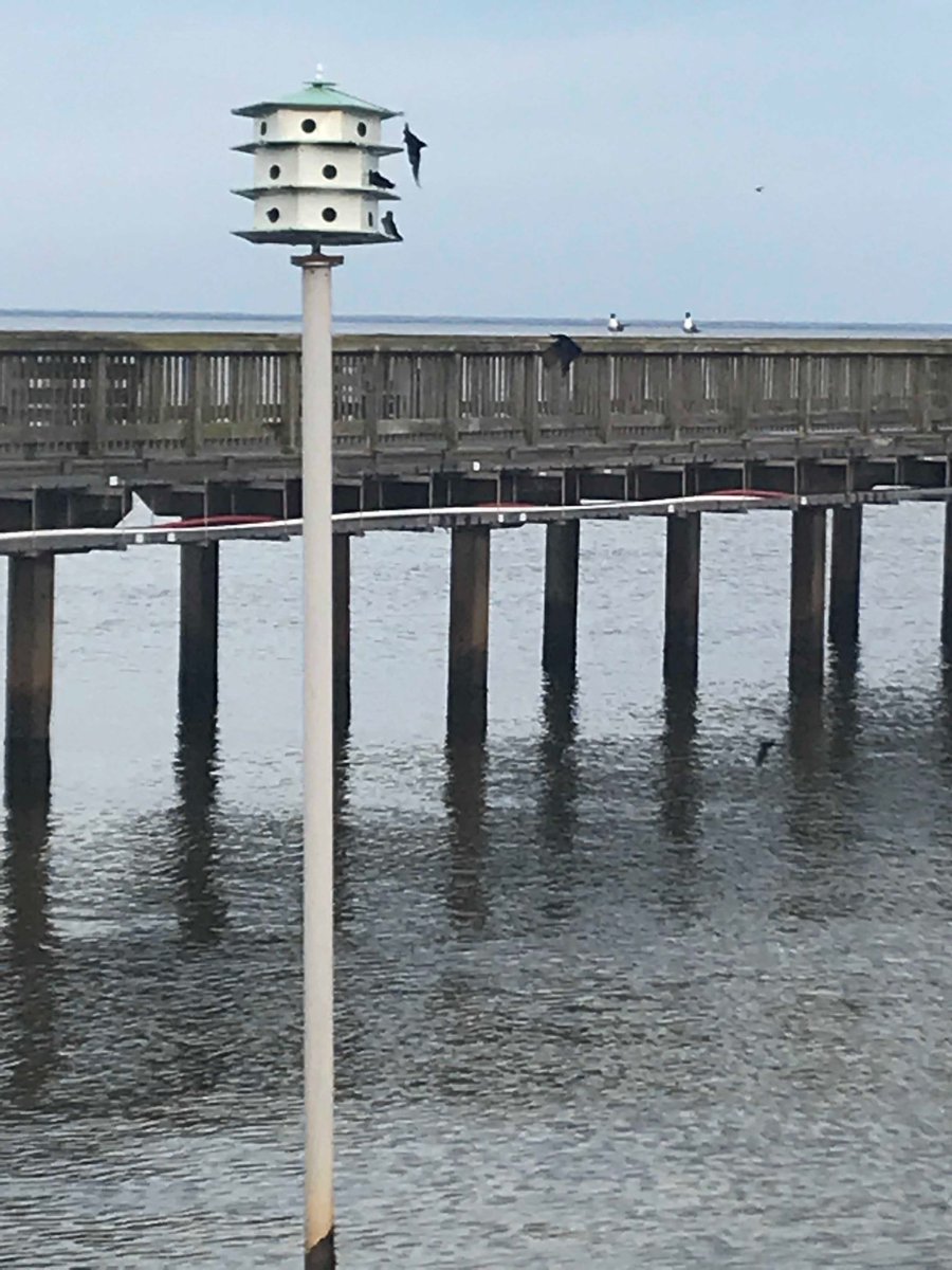 Niemeyer's tweet photo. Martin Houses next to the Fairhope Pier. So active this time of the year. https://t.co/Pts887Q911