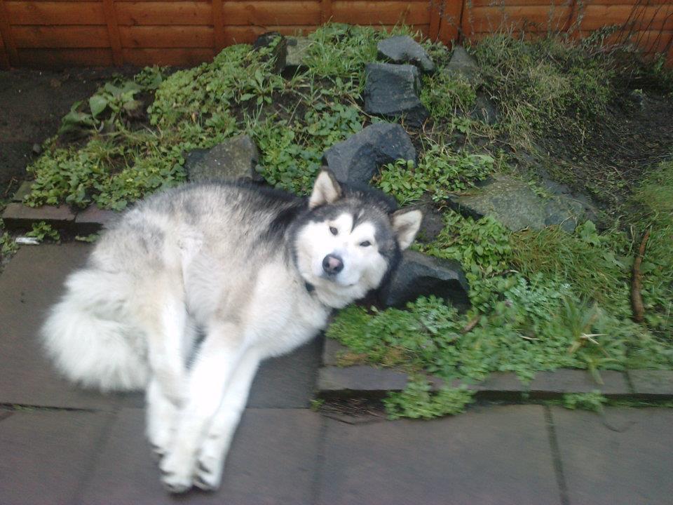 Ryan1993uk's tweet image. im bored, so here a random pic of my dog ^~^ hes called Storm