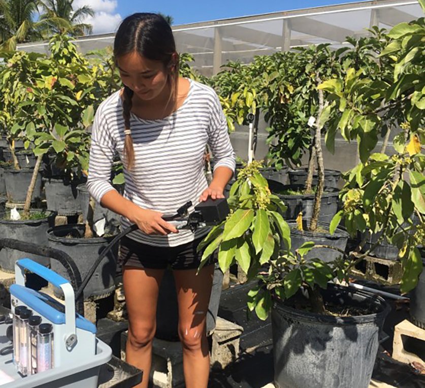 Thank you Melinda Yin & Dr. Elias Bassil for your work on Measuring #AvocadoResponses to #EnvironmentalStresses in South FL. Valuable research being done @UFTropical. Read the app note & learn more! bit.ly/2Zhndli bit.ly/2IoSsFD  #photosynthesis #leafgasexchange