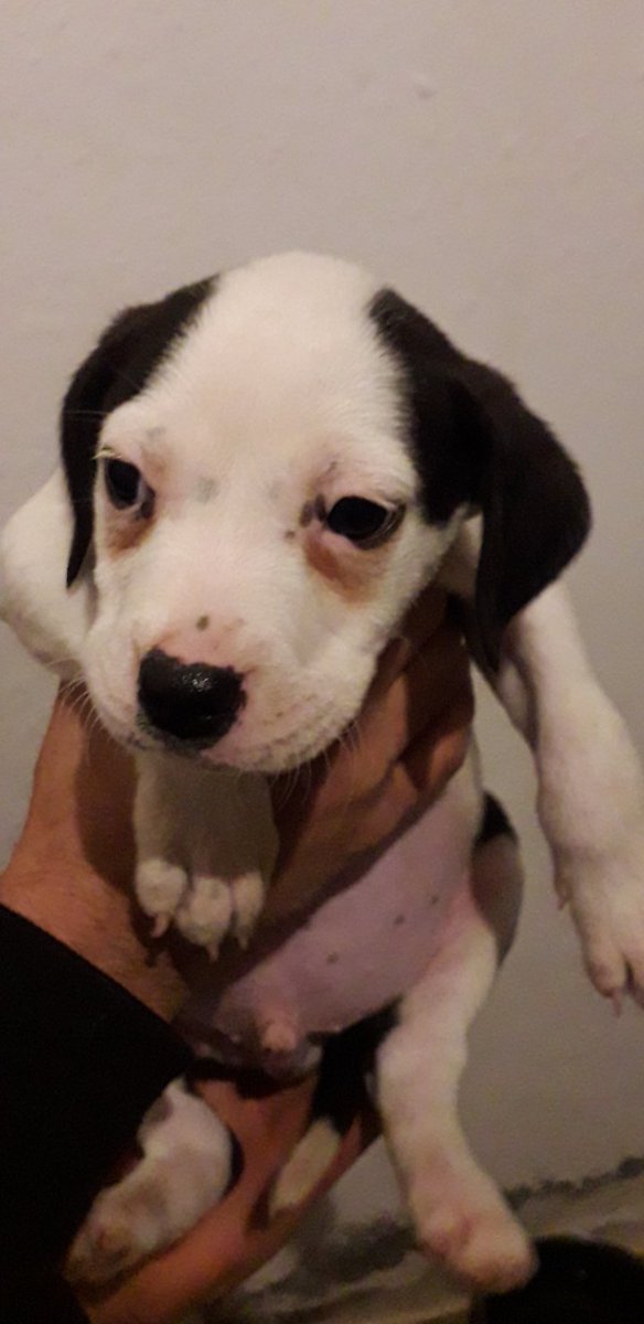 voluntacaad's tweet photo. Estos 4 peques amorosos (un macho y tres hembras) llegaron  al Caad Penedès y ahora están en una casa de acogida. Necesitan una familia que les quiera para siempre como ellos merecen. 💓 Posiblemente serán ppps, por lo que se necesitará licencia. ☎️ 665678359 - 938100698 (ext. 6) https://t.co/BxyqQ3LMlp