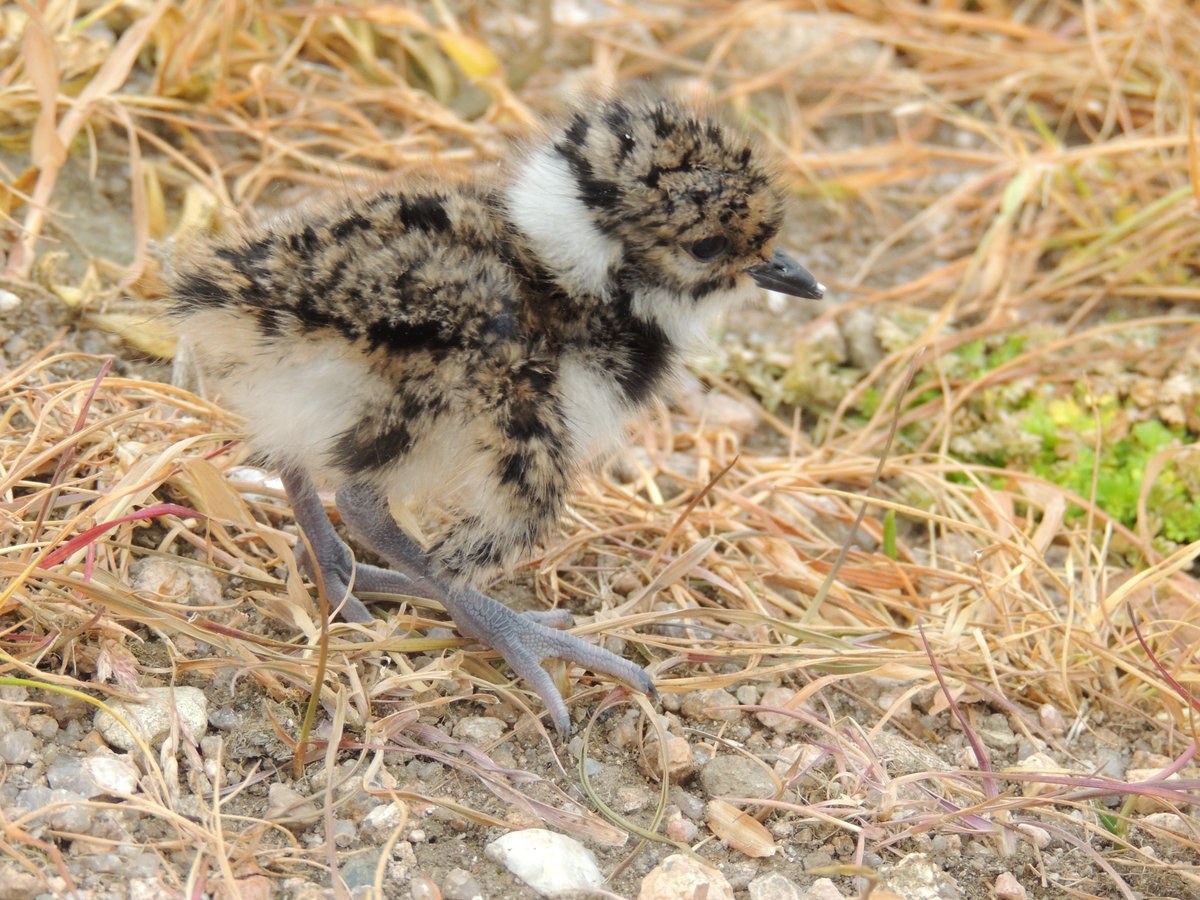 DaveParish1's tweet photo. #worldcurlewday A cause of #curlew decline is low productivity due to increased predation. At #GWSDFauchnerran we monitor productivity of #waders & document predation rates. #Predationcontrol can help #waders. @curlewcalls @LewisMacdMSP @MairiGougeon @ForWaders @Gameandwildlife https://t.co/eXgJ7vlNHu