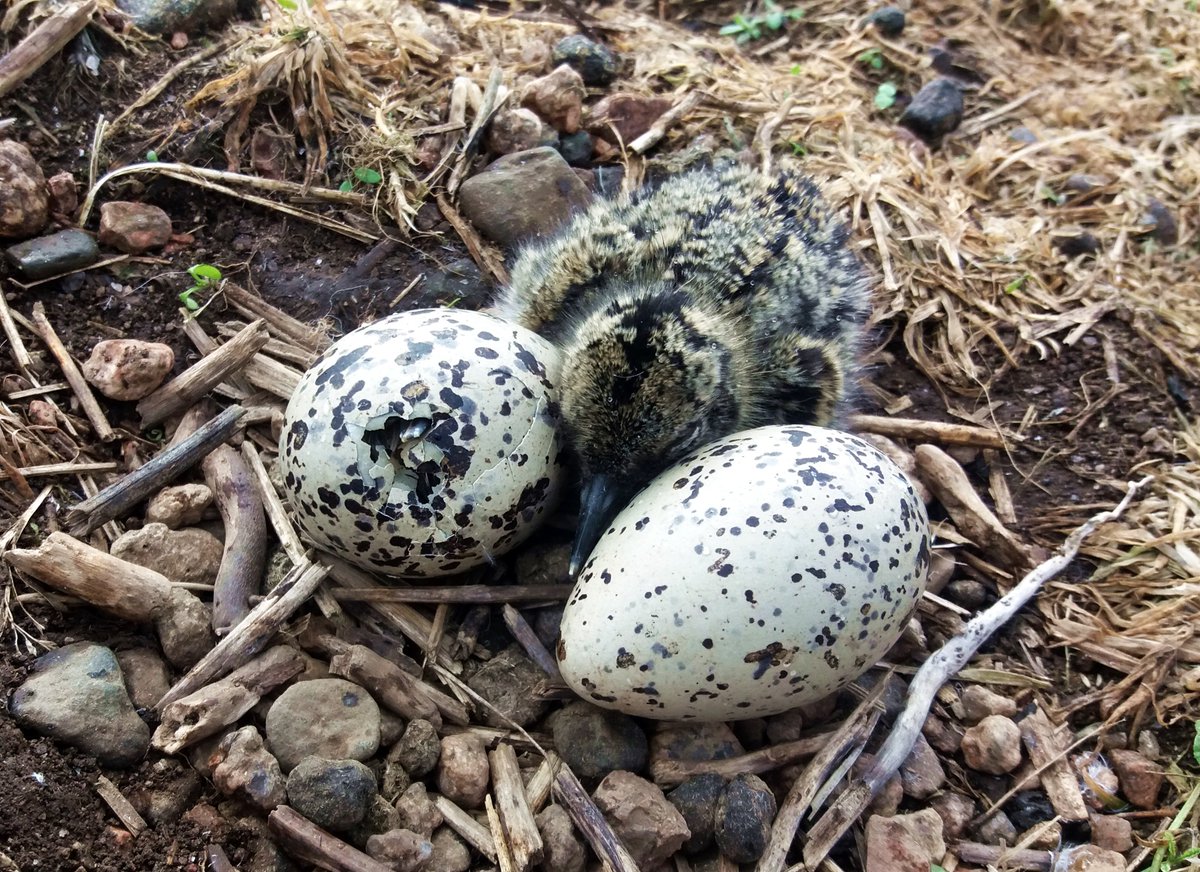 DaveParish1's tweet photo. #worldcurlewday A cause of #curlew decline is low productivity due to increased predation. At #GWSDFauchnerran we monitor productivity of #waders & document predation rates. #Predationcontrol can help #waders. @curlewcalls @LewisMacdMSP @MairiGougeon @ForWaders @Gameandwildlife https://t.co/eXgJ7vlNHu