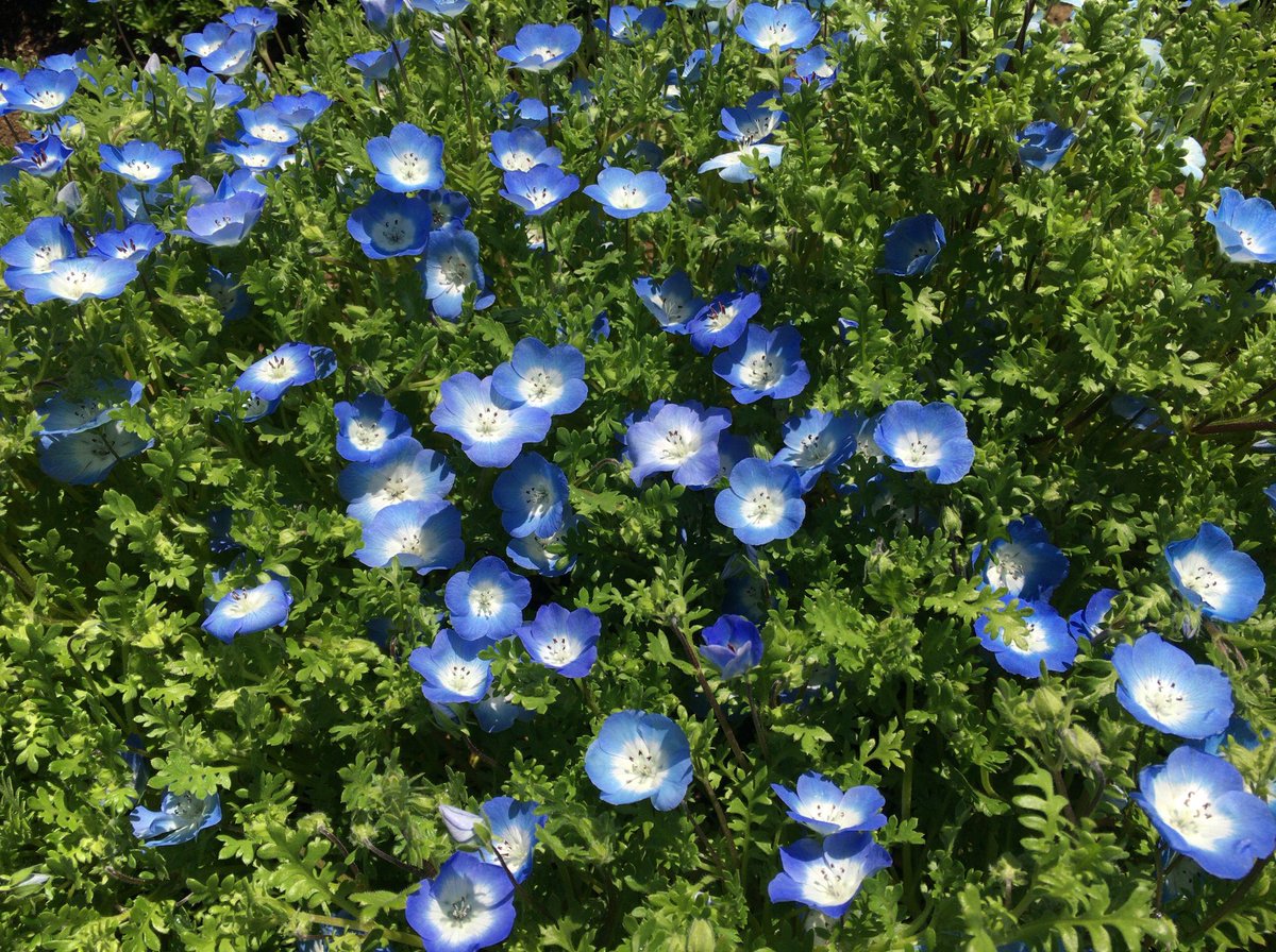 O Xrhsths Chris Sto Twitter ブルーの花が好きです デルフィニウム 花言葉 あなたは幸福をふりまく ブーケに使われる 花嫁の幸せを願った ヨーロッパのおまじない サムシングブルー ネモフィラ あなたを許す ネモフィラ サムシングブルー デルフィニウム 花 花