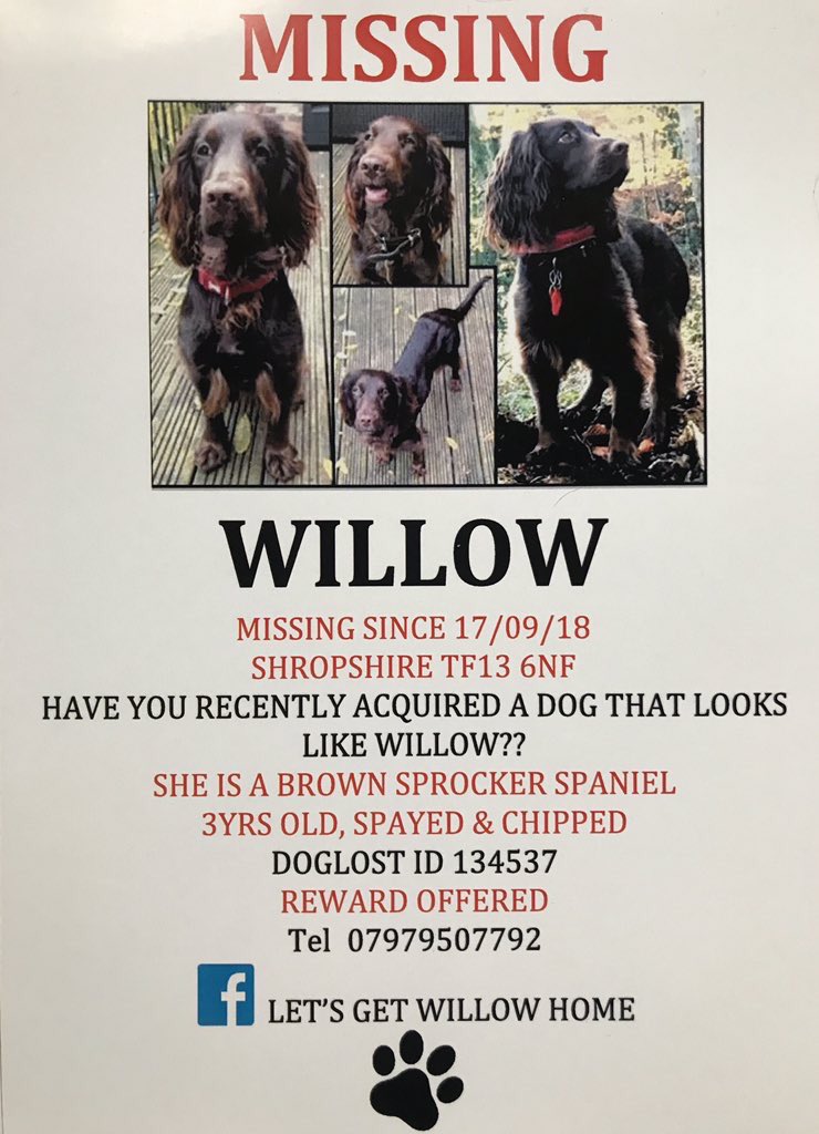 rosieDoc2's tweet photo. @freyawoodhall @Lusso01 @DoglostUK @pettheftaware @MissingPetsGB @SAMPAuk_ @beverleycuddy @VGSHelpingPets @ProfNoelFitz SOMEONE HAS WILLOW, we won’t give up looking. #Shropshire BROWN #Spocker #chipped & #spayed BRING HER HOME PLS https://t.co/LKbbhrbRwW