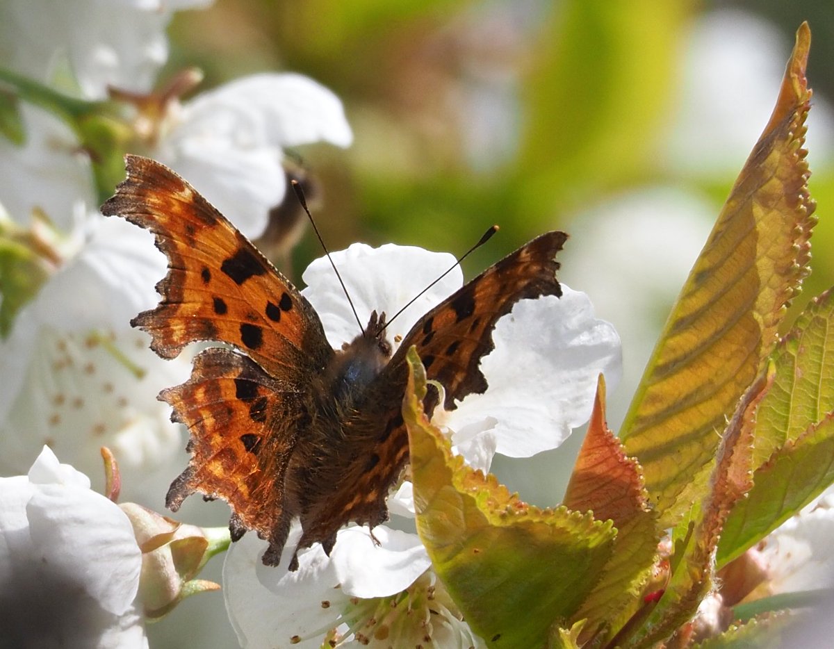 Comma butterfly on cherry blossom in Taunton 17.4.19 <a href="/BCSomerset/">BC Somerset & Bristol</a> <a href="/Team4Nature/">Team4Nature</a> <a href="/Britnatureguide/">The British Nature Guide</a> @SWTTaunton <a href="/savebutterflies/">Butterfly Conservation 🦋</a> #TwitterNatureCommunity