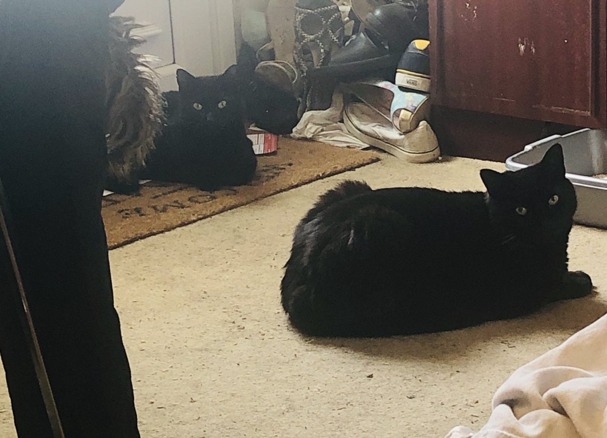 Glitterysparkes's tweet photo. #stalkercats #BlackCat #matrix Neo&amp;Morpheus 🐱❤️ @KeanuReevess_ @MissingPetsGB @SheridanAlcock https://t.co/aDQIPxhNXe