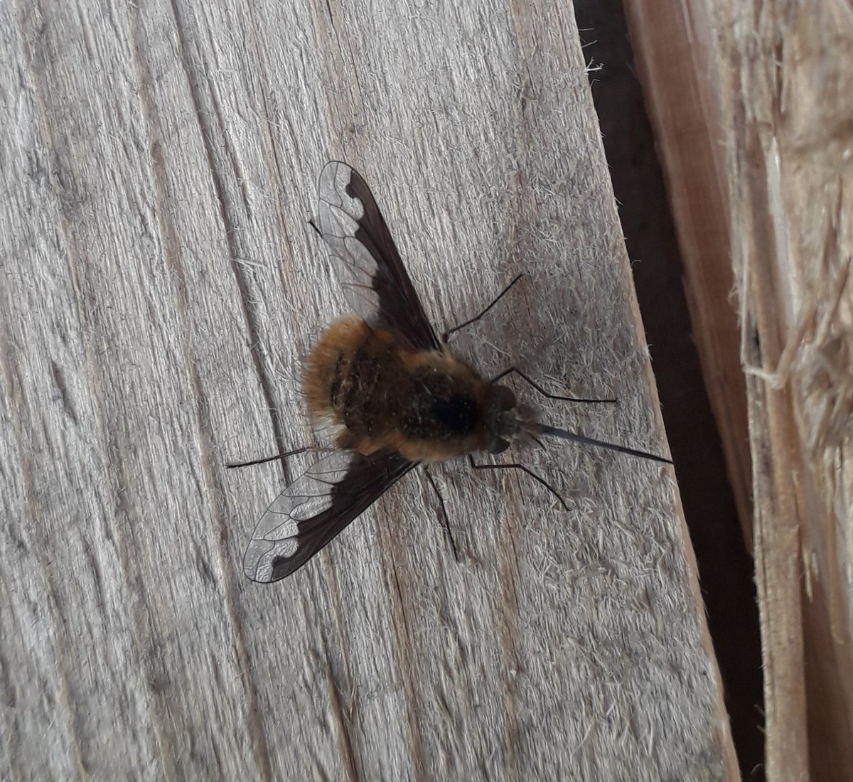 mikster_derby's tweet photo. @BBCEarth @WildlifeMag @BBCNatureUK Anyone know what this is? Currently building a bug hotel & not sure what room he's going in !?🤣 #insect #NeverSeenOneBefore #nature https://t.co/FNq6cz8XkM