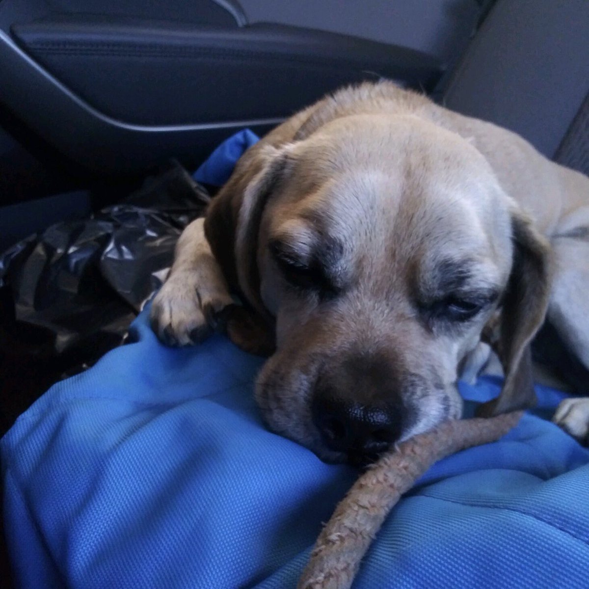 puggle's tweet photo. Today I have to have my spleen removed :-( ... thoughts and prayers, por favor. https://t.co/2s0ouc2URt