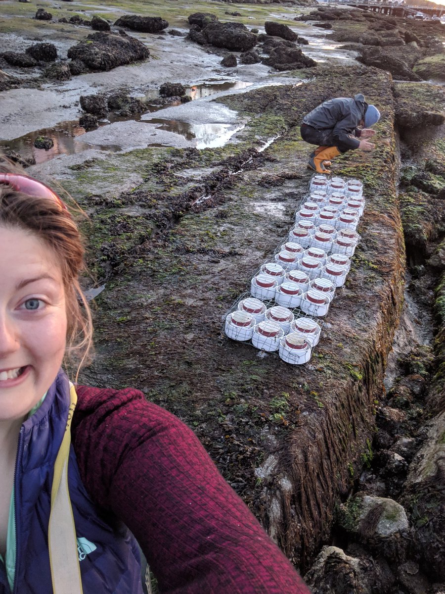 An MSc is all about experiential learning. Last week I learned about ferry induced wave force in a 'protected' site while installing an experiment with the help of @sandraemry and @invertebroad! Sometimes you just have to pick up your tidepools and re-install! @oceanleaders