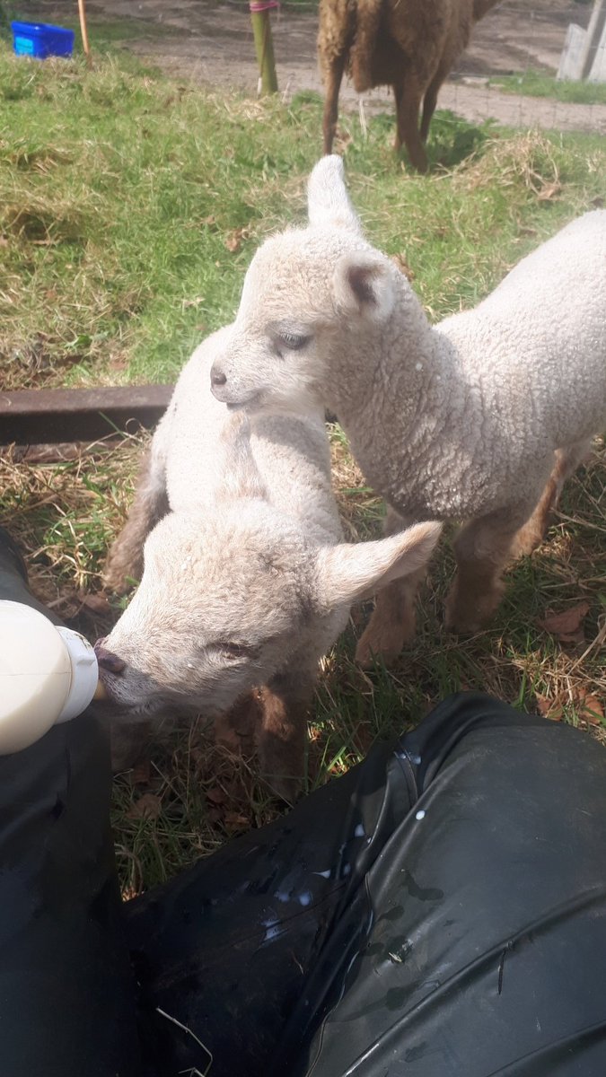 IFJaCs_farm's tweet photo. Lambings in full swing... #sheep365  #Dorset #youngfarmers #livingmybestlife https://t.co/Z9aAXXYcl7