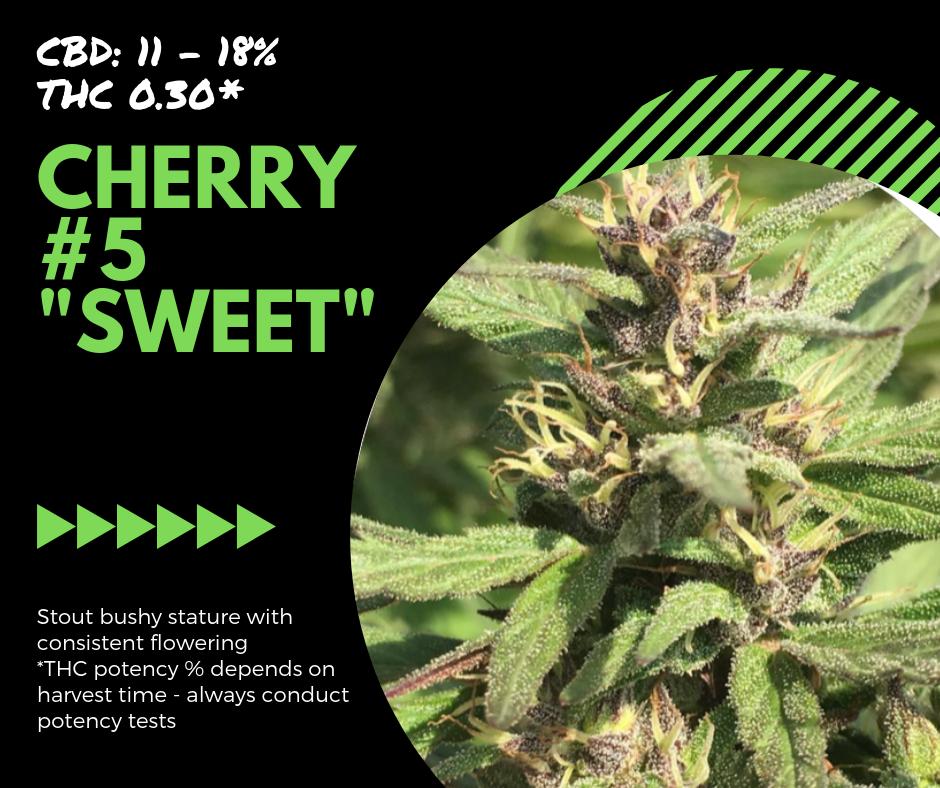 BiodynamicV's tweet image. Our hemp strain Cherry #5 also known as, "Sweet", has a stout bushy stature with consistent flowering, a fruity nose, and a rich woodsy aroma. Harvest for this strain is late September to early October.
#hempfarm #farmer #farmers #hemp #hempfarmer #cbd #FarmLife #farming