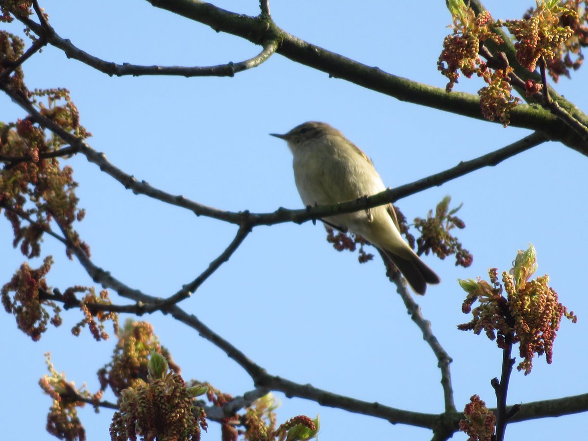 MajaSeifenblase's tweet photo. Der #ZilpZalp ist ein echter #Entertainer , der #kleinste ist der #lauteste
#Ornothologie #Vögel #Wald #Natur https://t.co/31RfYYxNUD