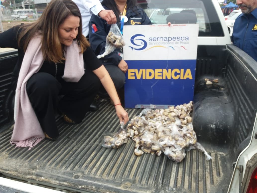 Gobernacionvalp's tweet photo. ➡️ 400 locos incautados que se vendían de manera ilegal en las cercanías de los locales establecidos de Caleta Portales. Tres personas detenidas por infracción a la Ley de Pesca. ¡No compres en el comercio ilegal! @MariaDelaPaz_R @fvalvare @sernapesca @PDI_Valparaiso @SaludSsrv https://t.co/cTiVPpvmf3