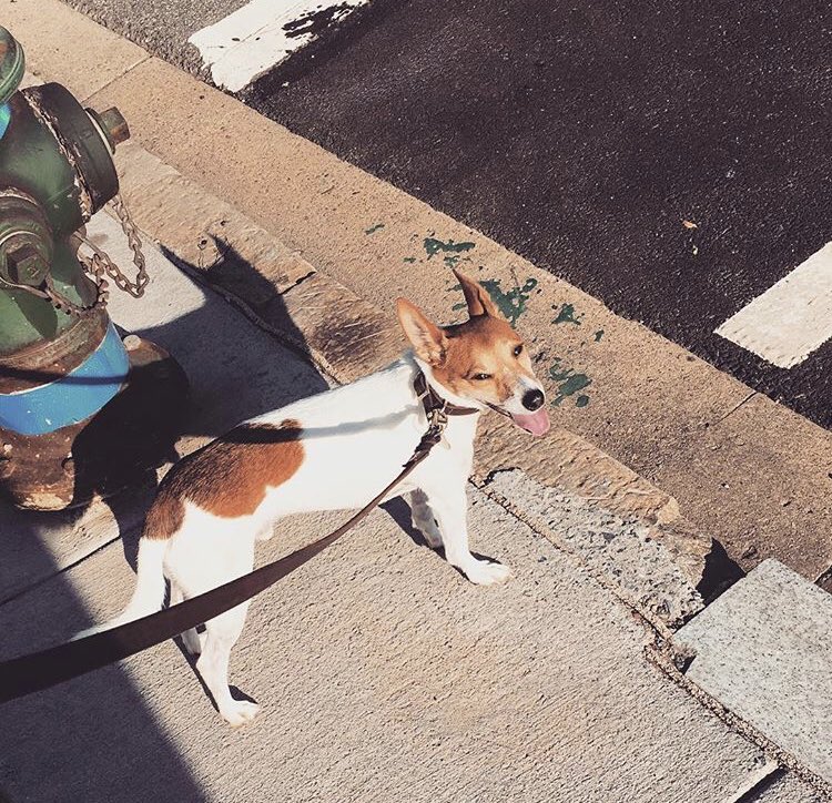 sammmreid's tweet photo. PEOPLE OF DC! @hkreid’s very friendly and adorable dog is currently missing. Last seen this afternoon on 5th and Rhode Island NW, running toward Florida Ave. Answers to Max. Please RT to spread the word! @PoPville https://t.co/SA2b7ZS1St