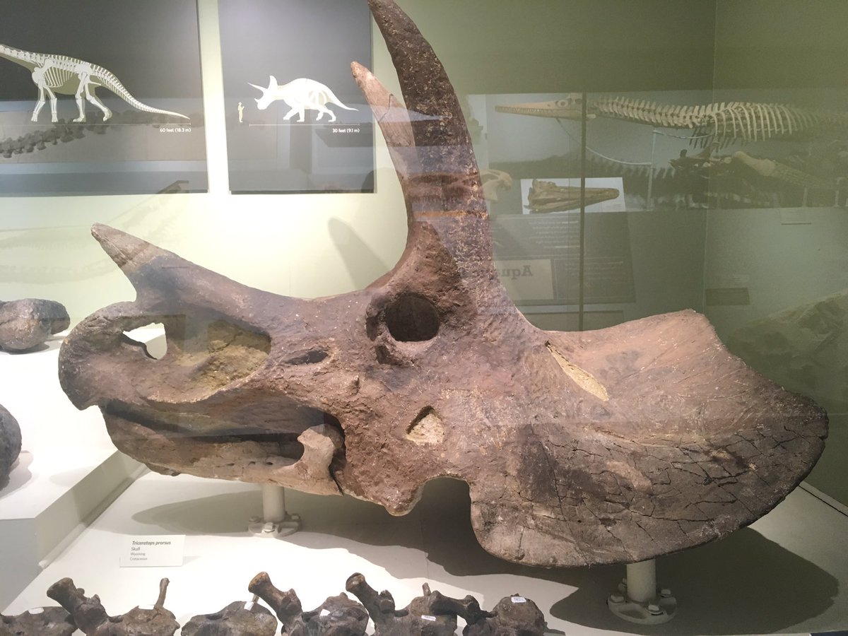 KUWellness's tweet photo. So much more to see than our tour allowed. If you have not been here before, you need to see it. And if you have been here, you need to come back! #MoveNLearn #exploreKU https://t.co/VKJudb1jiY