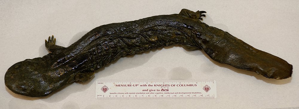 PHMC's tweet photo. It's official! Lawmakers have named the Eastern hellbender Pennsylvania's official amphibian. Here's a bit of background on the "Cryptobranchus alleganiensis." 👉 https://t.co/nQ8xGbaCw1 https://t.co/Yn6PqWwsw4