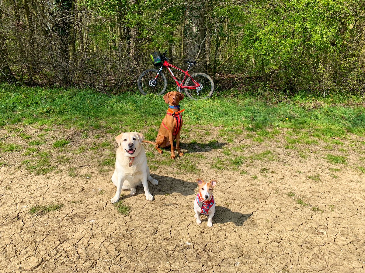 GroovyAristo's tweet image. My mountain bike crew on Monday.  #DogsOfTwitter #fitdogs