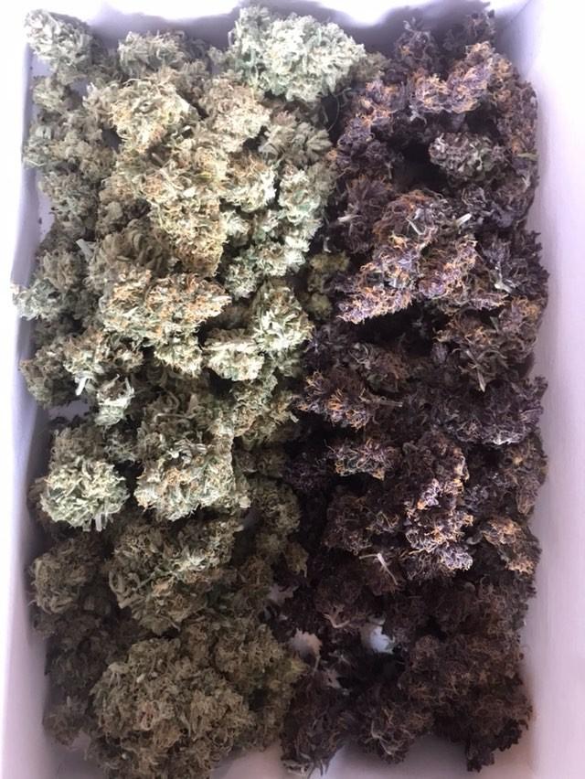 BuddhaSeeds's tweet photo. ¿Qué prefieres #autoMedikit o #PurpleKush para esta tarde?
#CultivaBuddhaSeeds https://t.co/to9wQf81JX