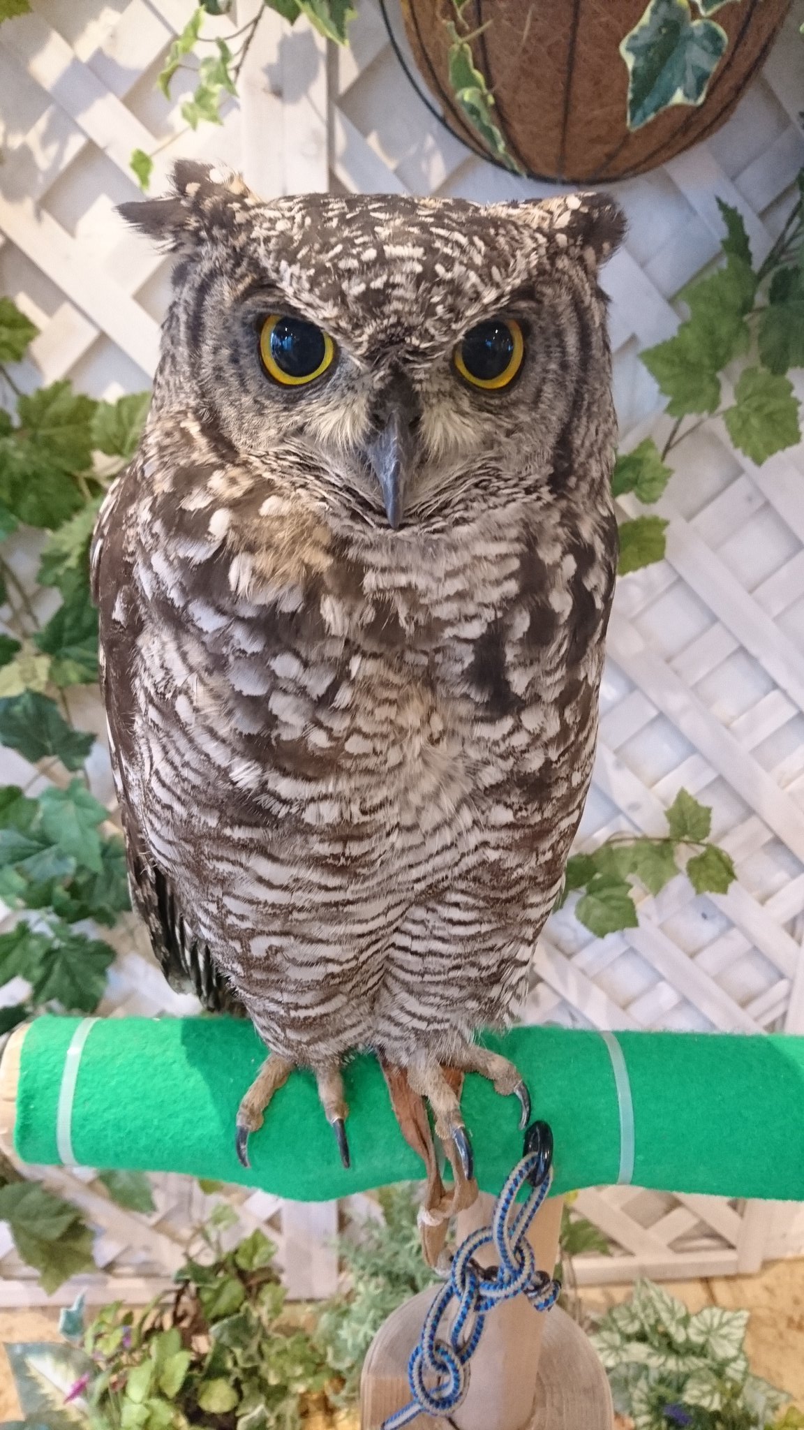 ワールド犯罪ミステリー Twitter Search Twitter