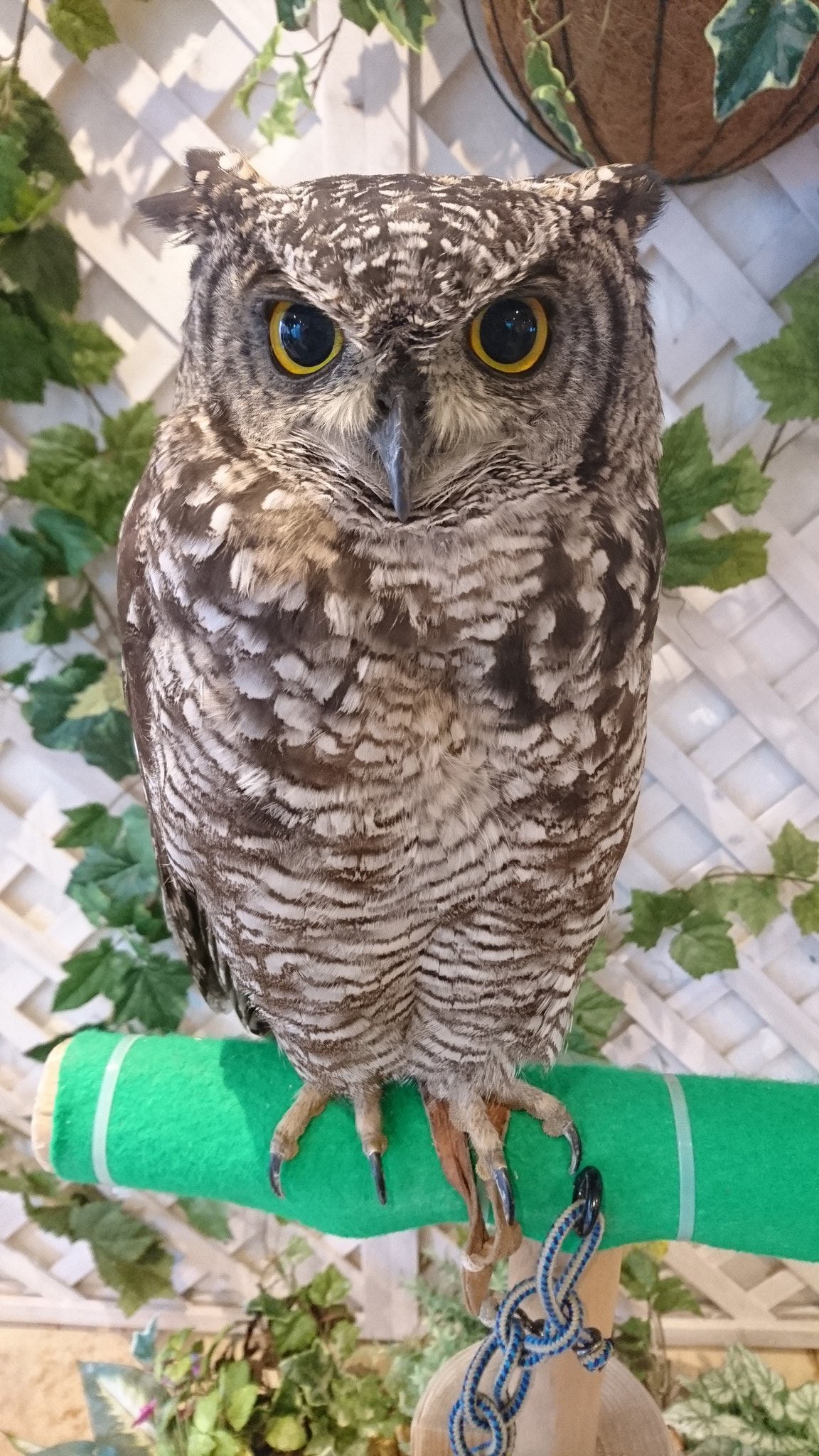 ワールド犯罪ミステリー Twitter Search Twitter