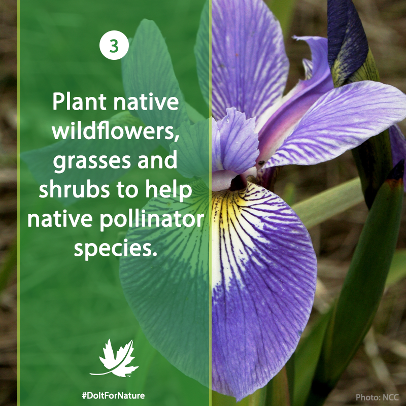NCC_CNC's tweet photo. To celebrate #EarthDay, this week we're sharing seven simple things you can do for nature. #DoItForNature 

Number 3: Plant native wildflowers, grasses &amp; shrubs to help butterflies, bumble bees &amp; other native pollinators. Find out how you can get started: https://t.co/p4X6i1ySK6 https://t.co/Hwm2QRg8JZ