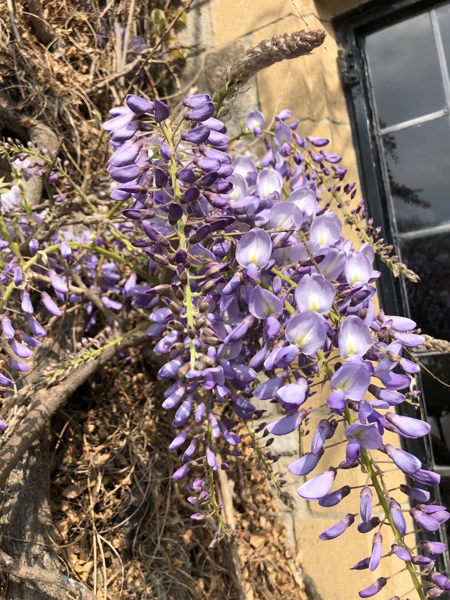 Toast the arrival of Easter and Spring <a href="/castletaunton/">The Castle at Taunton</a> <a href="/TheNewBrazz/">BRAZZ</a> <a href="/CastleBow/">Castle Bow</a> <a href="/CastleCaf/">Castle Café</a> Our Wisteria blossom is sprouting ... <a href="/visit_taunton/">Visit Taunton</a> <a href="/visitsomersetuk/">Visit Somerset</a> <a href="/VisitEngland/">VisitEngland</a> <a href="/VisitBritain/">VisitBritain 🇬🇧</a> <a href="/Giles_Adams/">What's On Somerset</a>