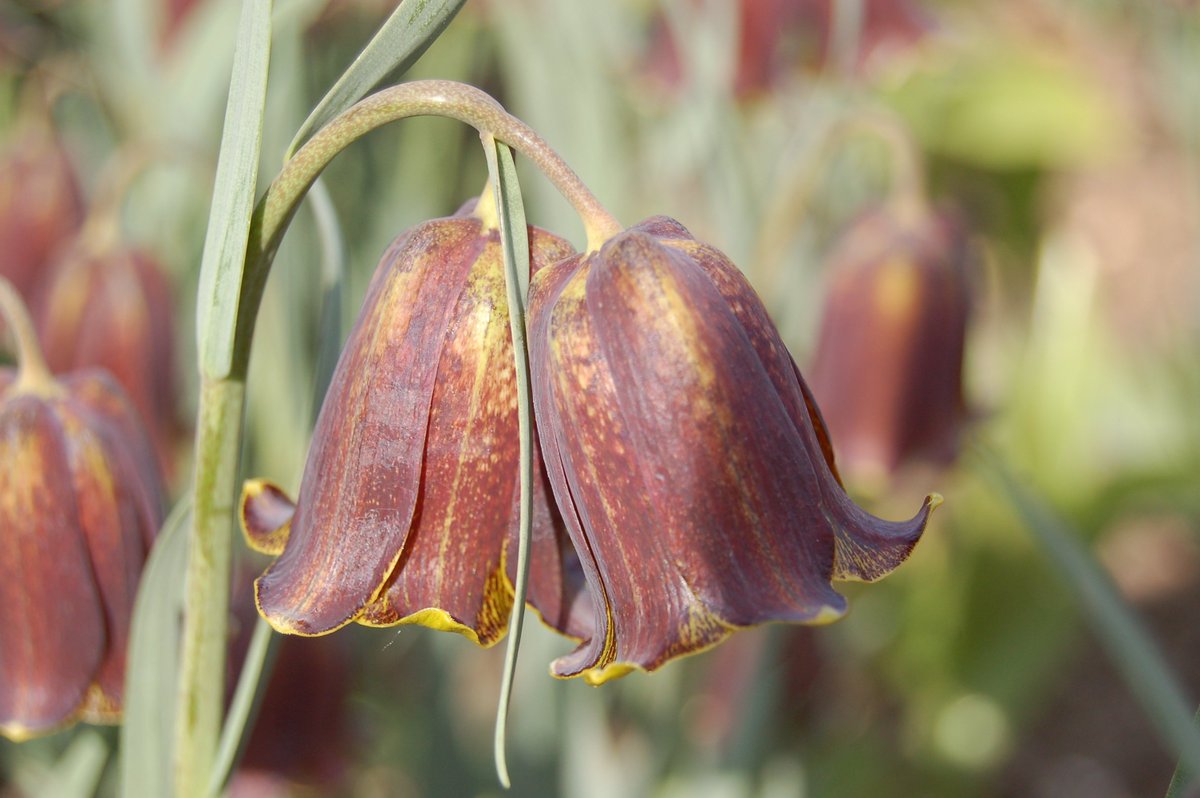Sally_Petitt's tweet photo. There's plenty of #Easter treats to see @CUBotanicGarden this holiday, including #Lathraea clandestina, #Fritillaria pyrrenaica &amp; #Staphylea colchica. For more inspiration see this week's #plant picks at  https://t.co/DPlK819eic, or pay us a visit. https://t.co/AT7k1c2idK