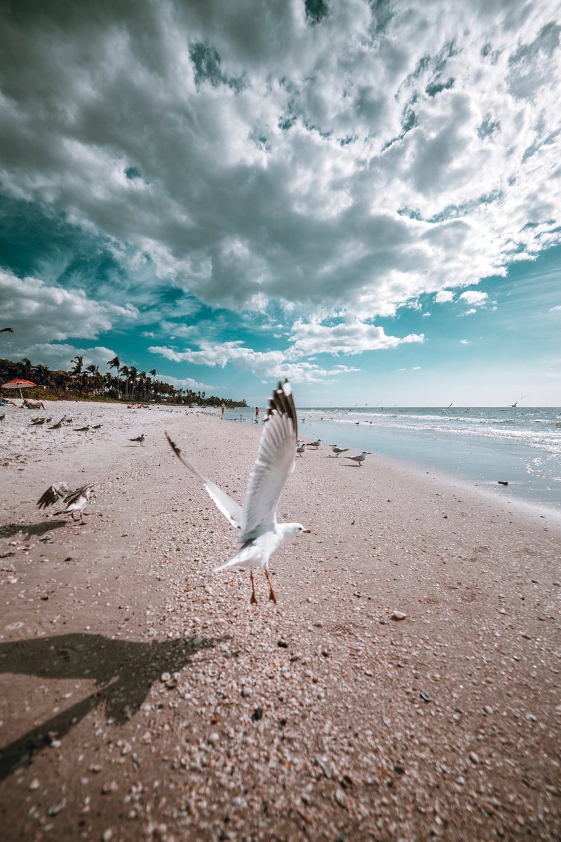 RI_Naples's tweet image. Stay at Residence Inn Naples and enjoy the convenient beaches near by! #NaplesBeaches #ResidenceInn #EscapetotheBeach #HotelNearMe
