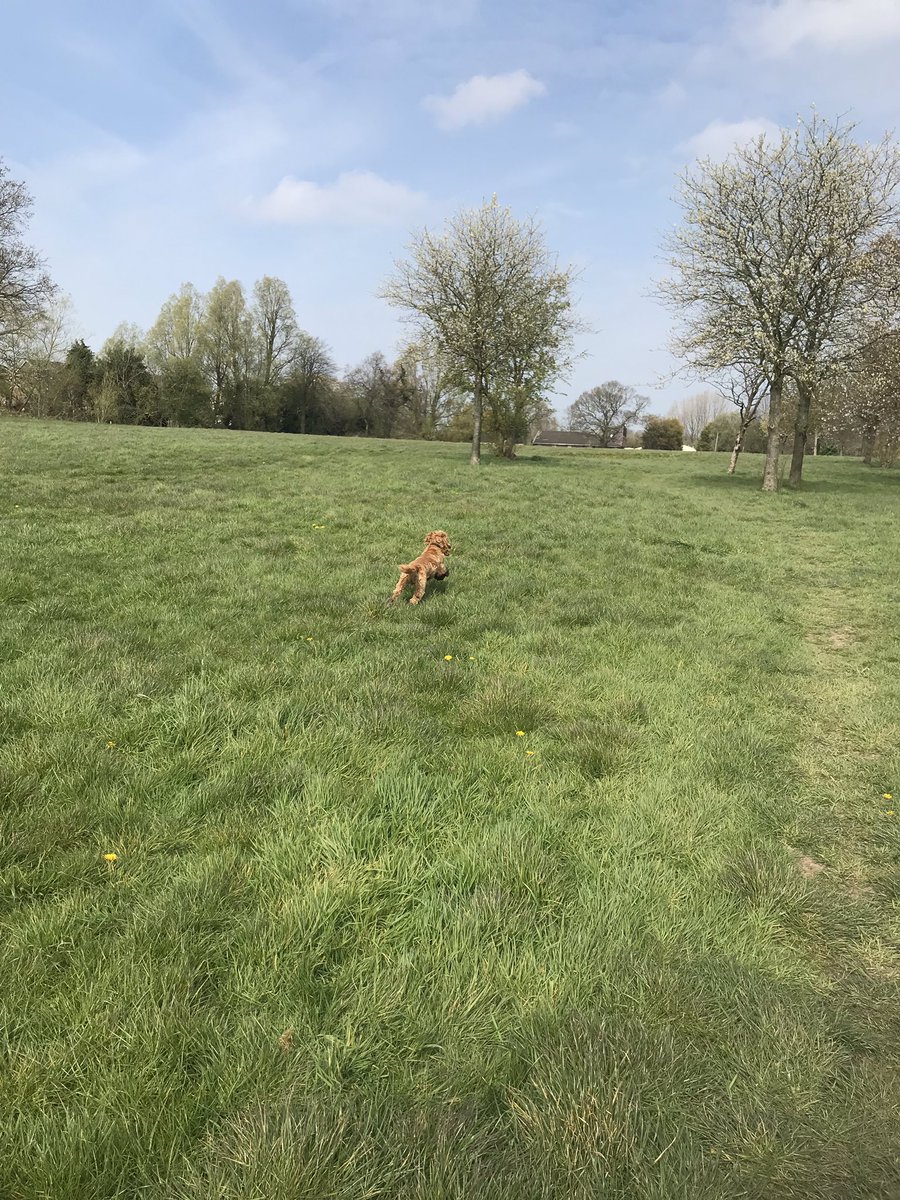MissHeaton3's tweet photo. And he just loveeessss chasing the birds 🦅 https://t.co/5C1vGDHMZb