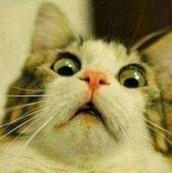 Eu quando volto online depois de assistir v&iacute;deo do @felipeneto tendo esquecido de abaixar o volume do<a href="/tag/felipenetosubs"class="tags"><span>#felipenetosubs</span></a>