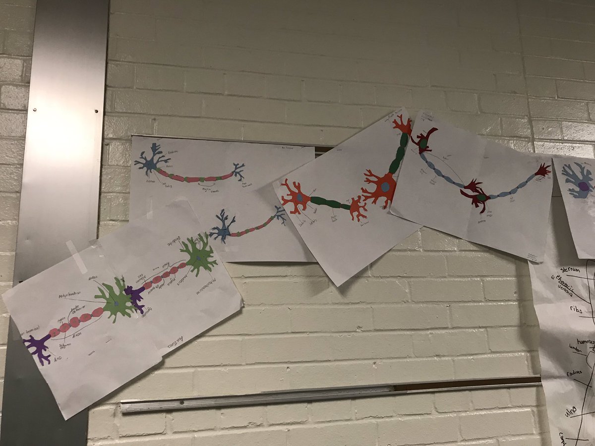 greenwaysclass's tweet photo. Anatomy class creating synapses between neurons. The amazing nervous system. https://t.co/4yEloN41zY