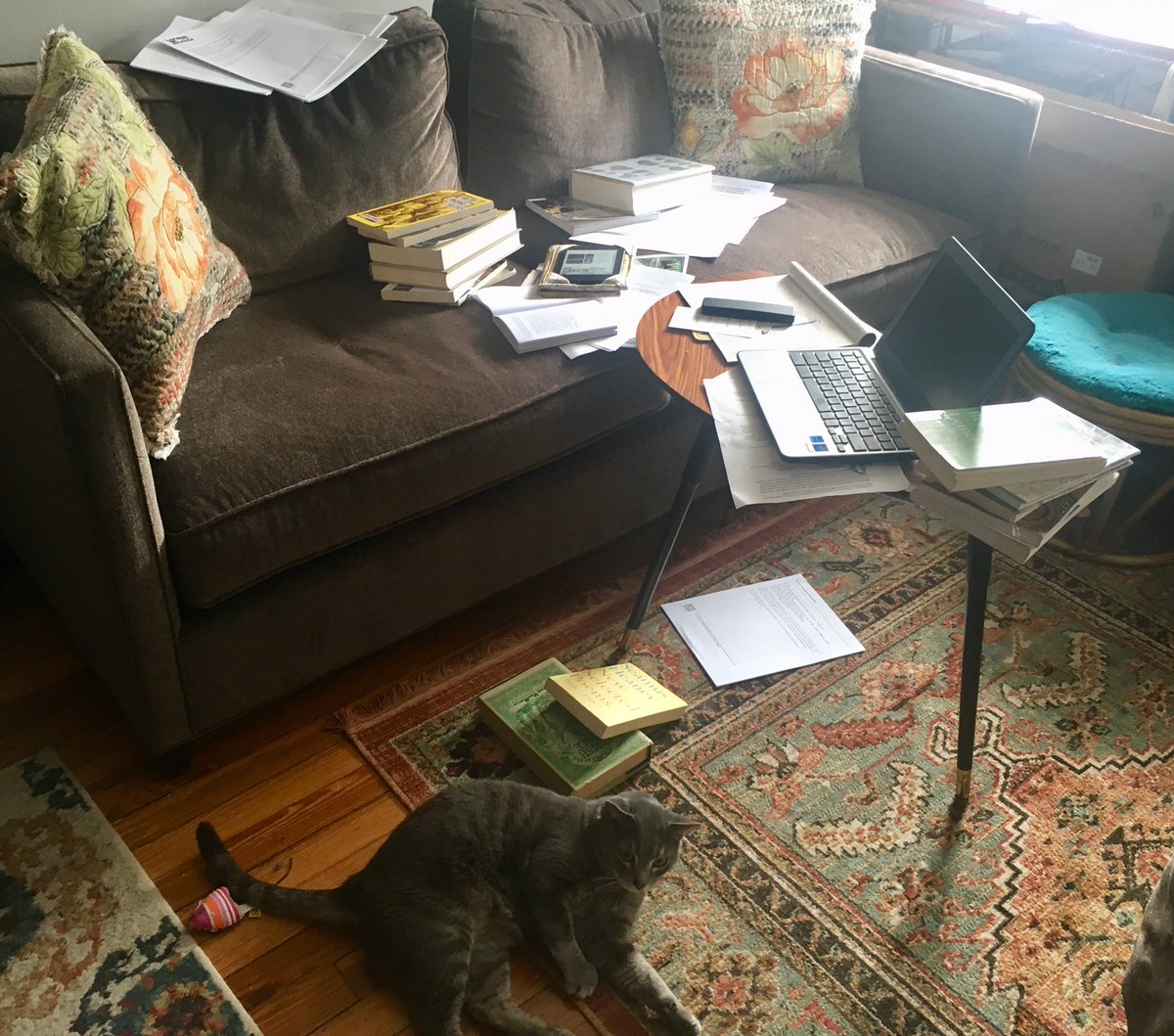 lisahfitz's tweet image. Well at least the cat is still visible - #PhDLife The lifestyle that goes with the end of a semester #books #journalarticles #GradSchool someday I will be a Dr - like #DrWatsonTheCat