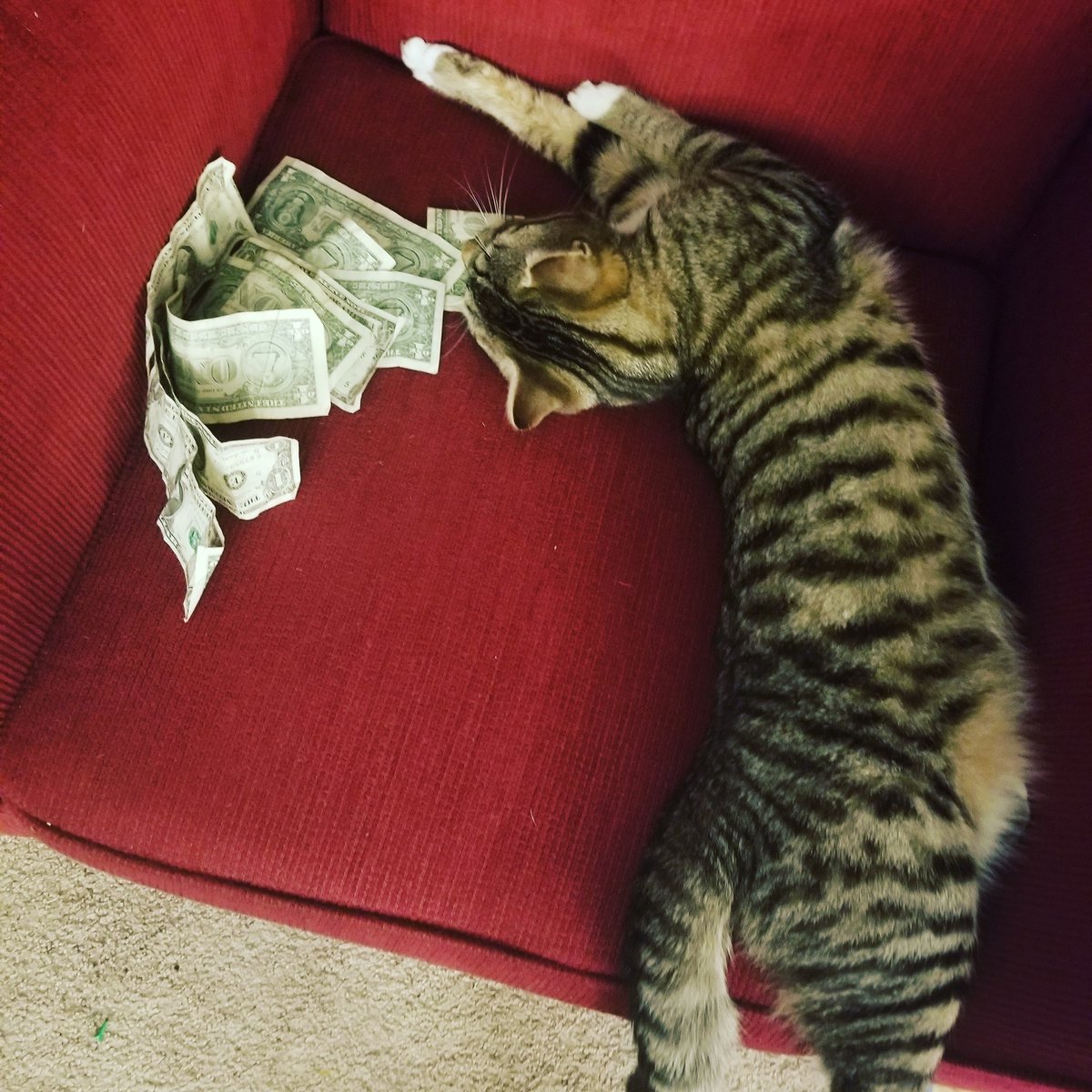 RaeGibster's tweet photo. Woke up to find my cat like this. I don't know where this money came from and when I try to touch it he bites me.... @TheBloggess have you ever had this problem? 😂 https://t.co/hPuG5SCar6