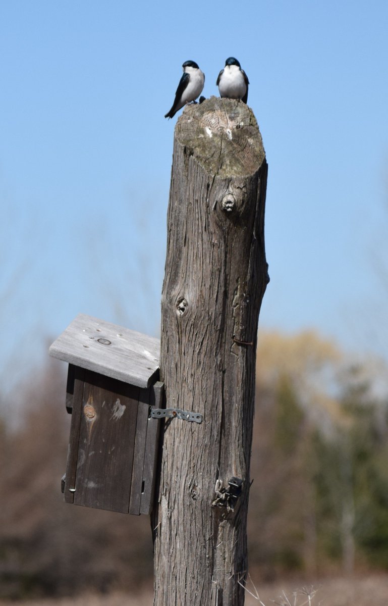 Lots of new bird species have arrived at Fauna, including eastern phoebes, belted kingfishers, brown-headed cowbirds, and tree swallows. Some of them are already scouting out places to start their families, like these two honeymooning tree swallows!