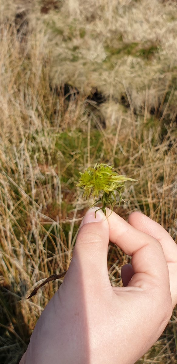 humberstone_bf's tweet photo. Great afternoon with @ypp_peat hosting a peat exploration day.  Good result - didn't lose anyone in a bog! #beyondnature @YorkshireWater @NidderdaleAONB https://t.co/glyDBH8JPv