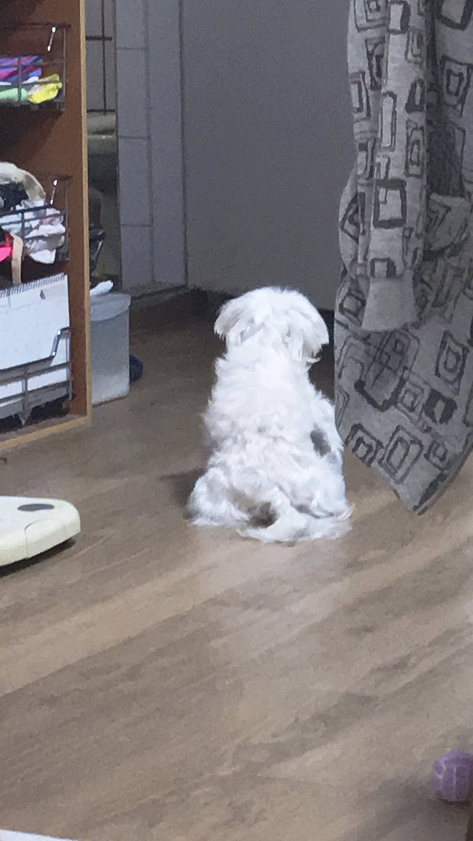 3car_user's tweet photo. 나 별이쓰 탈모인데? https://t.co/lPRcNUzhvp