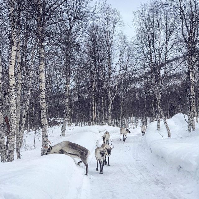 {Upstream}
While everyone waiting for summer, I want some more calm little moments among secret landscapes in muffled silence of the mountains in their winter guise ❄️ bit.ly/2VPEZdd
