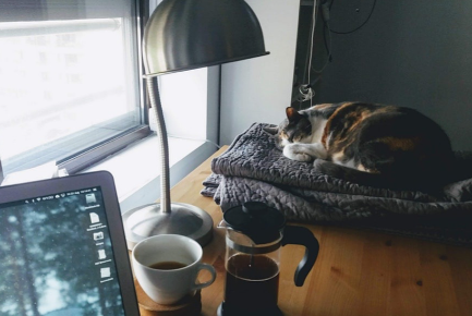 CentreVetes's tweet photo. Un chat passe près de 70% de sa vie à dormir, soit 16 heures par jour en moyenne. L’explication la plus plausible serait qu’il réserve son énergie pour la chasse ! Un chat, domestiqué ou non, gardera toujours son instinct de félin. https://t.co/xKCmdQVG56