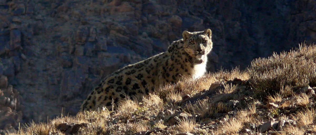 3 years ago, #Mongolia's parliament declared the #snowleopard stronghold of Tost a Protected Area, thanks to a grassroots campaign led by the local community &amp; our Mongolia team. Now all mining licenses in Tost are cancelled &amp; this crucial habitat is safe. snowleopard.org/securing-the-f…