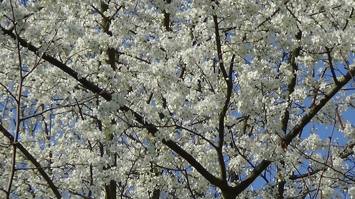 HerrmannSteffen's tweet photo. Guten_Tag/Hallo/Hi.....,
bin #spontaner #Amateur #Fotograf & möchte auch hier "auf/bei" #Twitter ein paar meiner #Frühlings_Boten #Fotos " #anbieten - #verbreiten - #zeigen "!!? "Auf/bei" #Blogger habe ich jetzt #explizit einen #Foto- &/oder #VideoBlog von mir gestartet! #LG https://t.co/dIJDkUUe3e