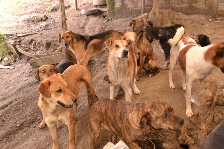 Seres que necesitan ayuda y compasión. <a href="/Funrufosalvando/">Fund Rufo Salvando V</a> Andrea Yasmín Clavijo protectora de los perritos abandonados en ellasinspiranalmundo.com.co/andrea-clavijo- para aportar.      bit.ly/2UgabRb   <a href="/EnteratePei/">Entérate Pereira</a> @scarpettayurani <a href="/ClaMoralesM/">Claudia Morales</a> <a href="/aodenicholls/">angela ospina</a>