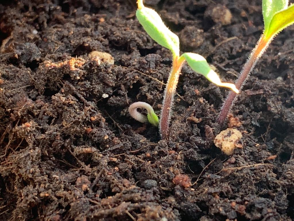 Inferco's tweet image. GERMINANDO 🌱

Con nuestro HUERTO URBANO, no dejarás de ver esto... quieres saber sobre cómo hacer un Huerto Urbano en casa? Pues estate atentx...