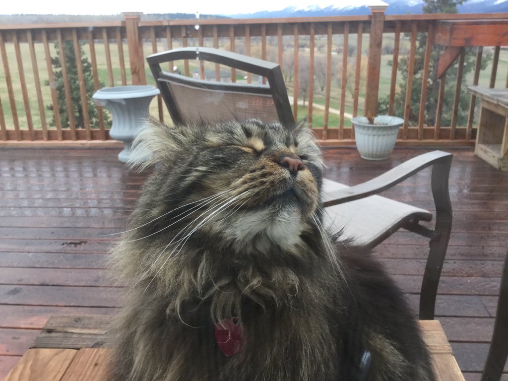 CoonQuizmo's tweet photo. Tried to get him to come in, but he prefers to stay outside staring in. Guess we’ll call this #rainbathing rather than #sunbathing...whatever it is...he’s enjoying it!
#WhiskersWednesday #QuizmoMaineCoon #17lbsofPerfection #CatsofTwitter https://t.co/Lezmnjf30S