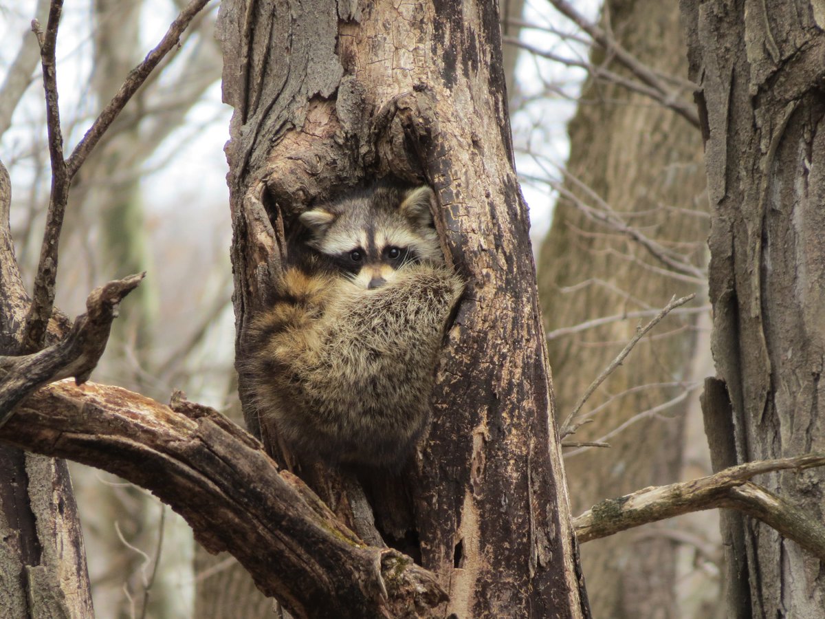 Interior's tweet photo. Perfect hideout. A pouty raccoon finds shelter in a tree cavity at Port Louisa National Wildlife Refuge #Iowa https://t.co/uiFSVp4aU2