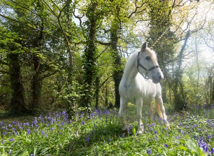 What are you #horsey plans this #warmweather for #Easter weekend? 🐣 Mine including bathing a not-so-grey #unicorn! Any feels from other #greypony owners?! 🦄 #horses #horseapp #equestrian #horsebloggers #HorseChatHour #ponies #ponyhour #mylittlepony