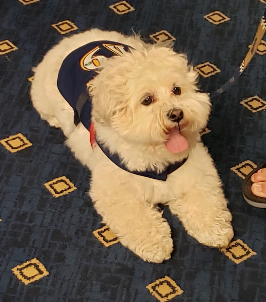 Haudricourt's tweet photo. Good to see Hank at Miller Park today. Yes. It is really him! https://t.co/Ne16kAhmLD